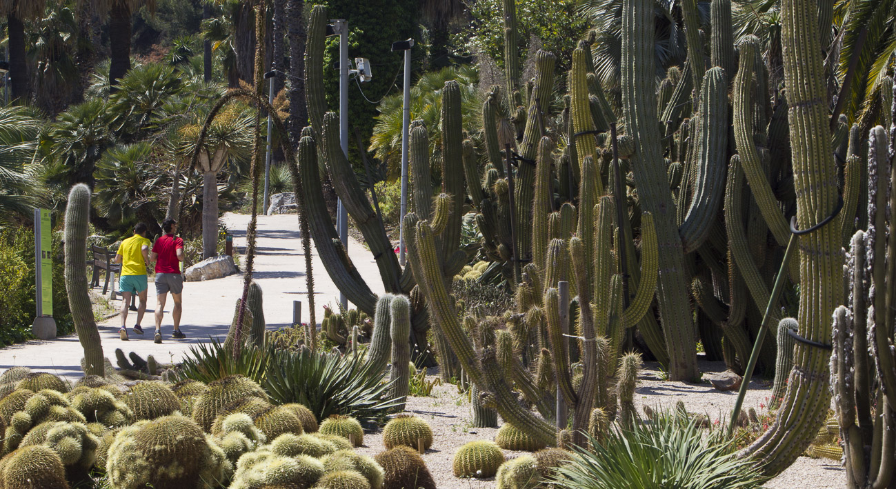Cactus al parc